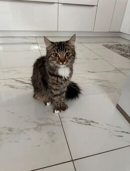 Bengal Mix Katze 1 Jahr alt - Tettnang