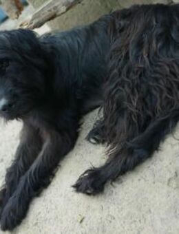 Hunter sucht sein liebevolles Zuhause - Finning