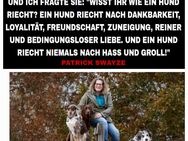 Aussiedor Welpen vom Tannenhof, Wurfdatum 19.03.25, Australian Shepherd / Labrador, Hybridrasse, Leo Labby, noch 3 zu haben