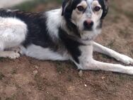 🆘 Raj braucht dringend ein Zuhause 🐾 - Eislingen (Fils)