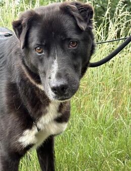 Diego sanfter Labrador-Mix - Burg Reesen