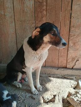 Smilla- wünscht sich ein Happy-End - Celle