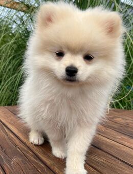 Pomeranian Zwergspitz Welpen - Espelkamp