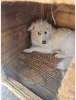 Wasabi - Pflegestelle oder Zuhause gesuc - Oberwies