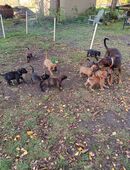 Ridgeback/American Pitty Rüde hat eine Dobermann x Cane Corso Hündin erfolgreich gedeckt. in 18516
