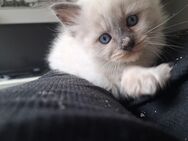 Ragdoll Kater sucht zuhause - Dresden