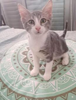 Louie 🐾 die Nr. 3 aus dem Trio - Kirchheim (München)