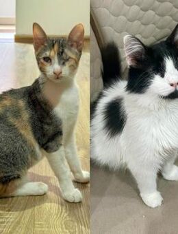 Katzen Arie und Maggie warten auf Post - Lalendorf