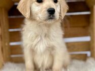 Golden Retriever Welpen - Burghaslach