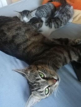 Kitten, Kater und Kätzin getigert mit weiß - Ebersdorf (Coburg)