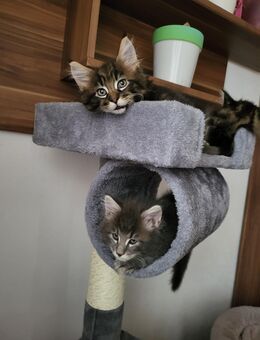 Maine Coon/Norwegische Waldkatze Mix Kitten - Bad Liebenwerda