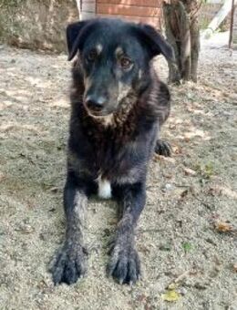 NILAS 54 cm - Alpenrod