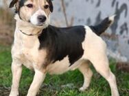 Tibor - ein Terrier-Mix - Willich