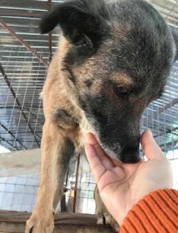 Angeli musste nach 28 Stunden gehen... - Uetze