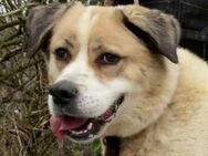 Zurückhaltende HEIDI 2 sucht Zuhause - Gefrees