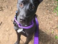 Cane Corso Mix Hündin - Nörvenich