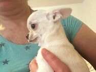 Chihuahua Jungs - Rostock