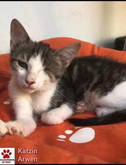 Sanfte Arwen mit kleinem Handicap - Margetshöchheim