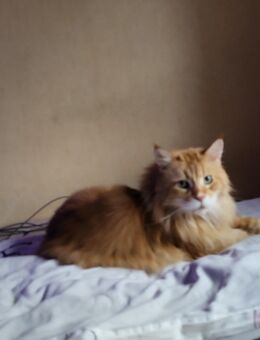 Katze abzugebe - Dortmund Hombruch