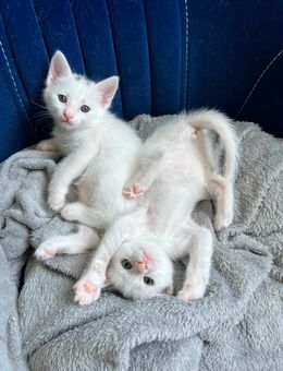 BKH Kitten Baby katzen - Raunheim