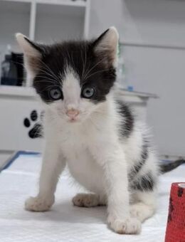 Binx Verspieltes Kitten sucht Zuhause - Unterföhring