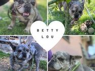BETTY LOU Tolles Mädchen sucht ihr Heim - Neustadt (Rübenberge)