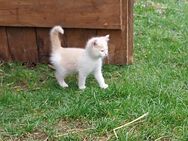 Kleine Katzen in liebevolle Hände abzugeben - Lengefeld