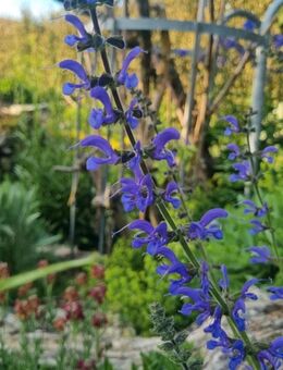 Salbei, Wiesen-Salbei (Salvia pratensis) - Horgenzell