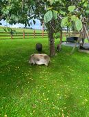 Minischweine in 78658