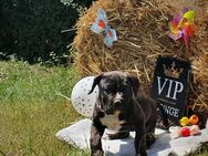 Bulldoggen- Zuckerschnuten auf der Suche - Tantow