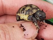 Griechische Landschildkröten - Pettendorf