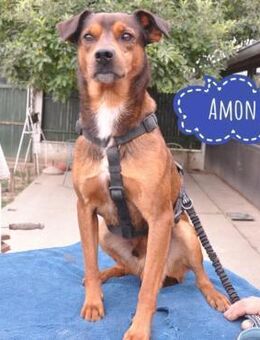 Amon ein verspielter Kerl - Flörsheim-Dalsheim