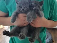 Reinrassige Bkh Kitten 4x Jungen 2x Mädchen blue - Berlin