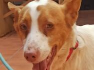 Teddy; ein ruhiger Schatz - Geilenkirchen