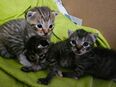 Kitten und Mama aus Notfellchenpflegestelle suchen ihr Traumzuhause <3 in 55283