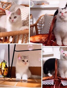 Zuckersüße Bkh Kitten abgabe 20.09.25 - Köln