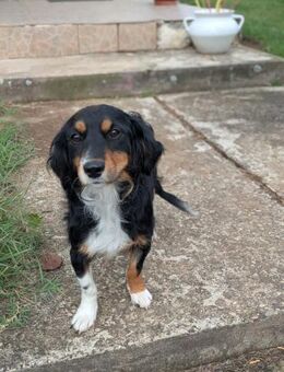 Herzenshund Lola - Ellerbek