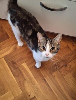 ❗️Notfall Simba - Pflegestelle gesucht❗️ - Berlin