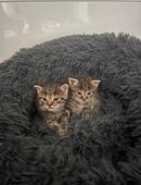 Ragdoll kitten in 40476