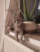 Zwei BKH Kater suchen ein neues Zuhause in 67593