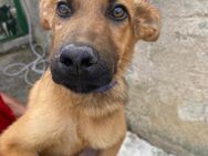 Mate wartet im Tierheim - Köln