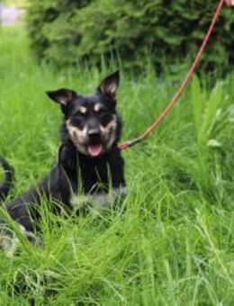 FREDY - kleiner Kerl mit viel Elan - Overath