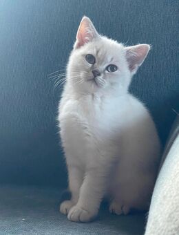 Reinrassige britisch Kurzhaar Kitten - Gotha
