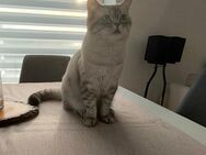 "Deckkater pablo sucht Katzendame " - Berlin