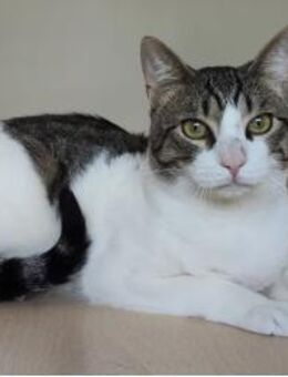 Raúl - zutraulicher, lieber Kater - Wilhelmsfeld