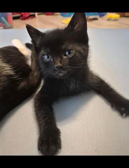Drei süße Kitten suchen liebevolles Zuhause! - Osterburken