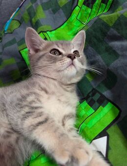 BKH Kater / Britisch Kurzhaar - Worms