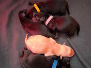 5 süße reinrassige Labrador Retriever Welpen suchen ein 4ever Zuhause - Finnentrop