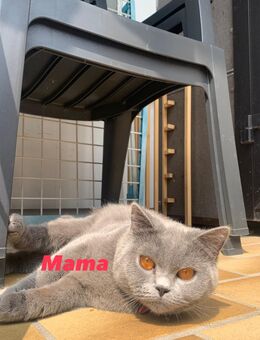 Wunderschöne BKH Kitten aus liebevoller Aufzucht abzugeben - Troisdorf Zentrum