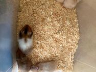Teddyhamster Jungtiere - Remseck (Neckar)